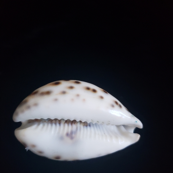 #Handcraved Cowrie Shell Souvenir Crescent City CA Sea Scene - Picture 3 of 7